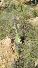 Kalanchoe thyrsiflora