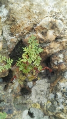 Cheilanthes deltoidea silicicola