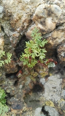 Cheilanthes deltoidea silicicola