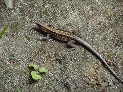 Four-Lined Ameiva photo 3