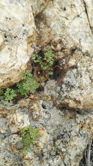 Cheilanthes deltoidea silicicola