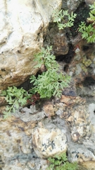 Cheilanthes deltoidea silicicola