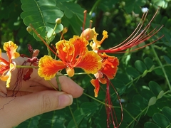 Caesalpinia pulcherrima