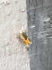 Enchrysa dissectella