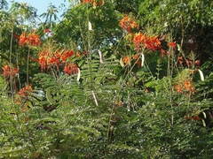 Caesalpinia pulcherrima