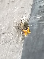 Enchrysa dissectella