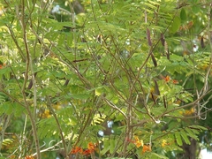 Caesalpinia pulcherrima