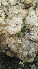Cheilanthes deltoidea silicicola