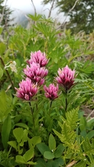 Castilleja parviflora olympica