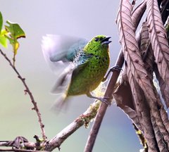 Ixothraupis xanthogastra