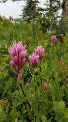 Castilleja parviflora olympica