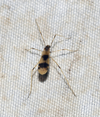 Erioptera venusta