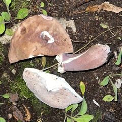 Boletus separans
