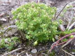 Radiola linoides
