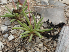 Phemeranthus calcaricus