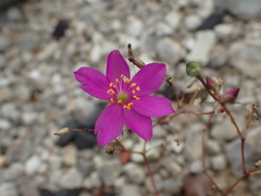 Phemeranthus calcaricus