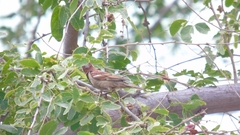 Passer domesticus