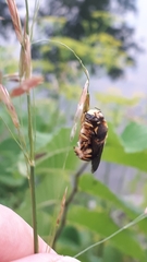 Anthidium florentinum