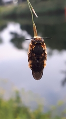 Anthidium florentinum