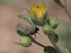 Callophrys affinis