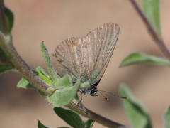 Callophrys affinis