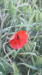 Papaver syriacum