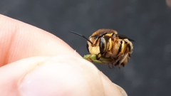 Anthidium florentinum