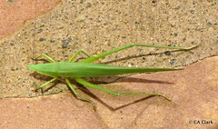 Euconocephalus nasutus