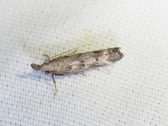 Dichomeris inversella