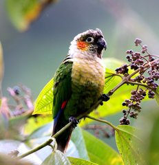 White-Breasted Parakeet photo 2