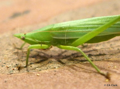 Euconocephalus nasutus