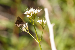 Erynnis persius