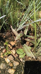 Eulophia tuberculata