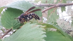 Polistes fuscatus