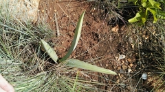 Eulophia tuberculata