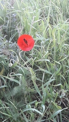 Papaver syriacum