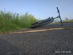 Pituophis deppei deppei