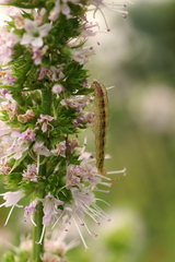 Pyrausta californicalis