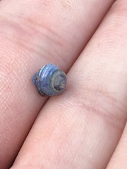Calliostoma ligatum