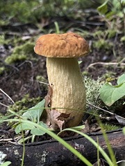 Leccinellum rugosiceps