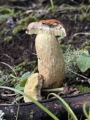 Leccinellum rugosiceps