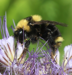 Bombus rufocinctus
