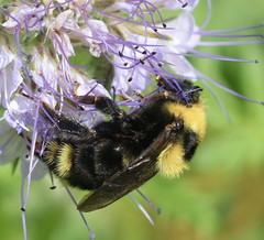 Bombus rufocinctus