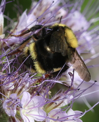 Bombus rufocinctus