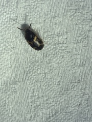 Mycetophagus flexuosus