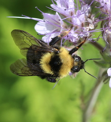 Bombus rufocinctus