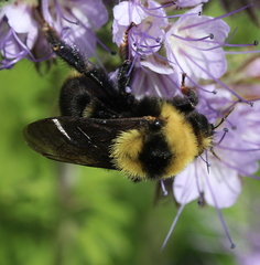 Bombus rufocinctus