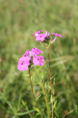 Phlox glaberrima interior