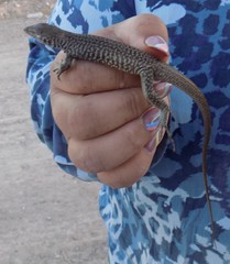 Aspidoscelis marmoratus