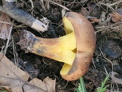 Butyriboletus brunneus